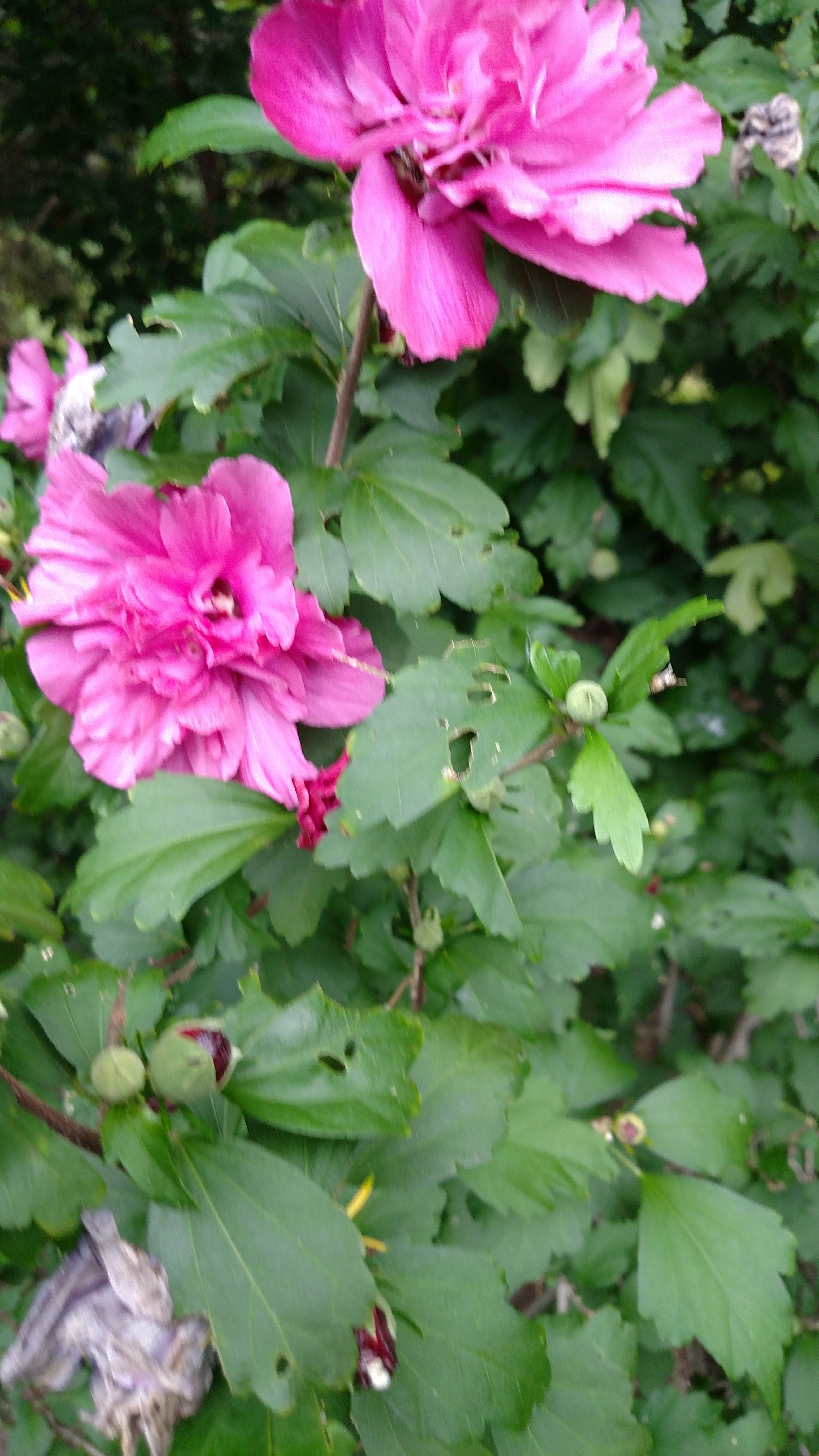 IMG_20150830_174344835.jpg