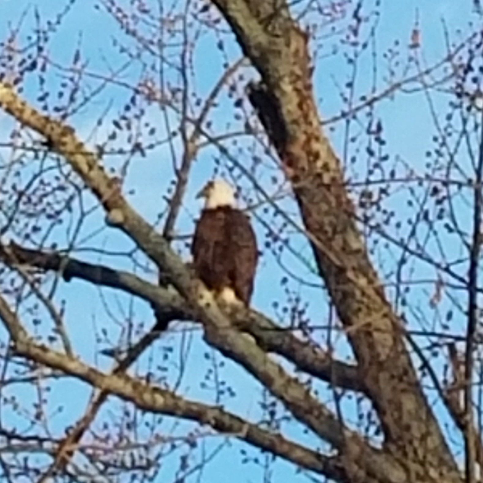 IMG_20170414_065158_459.jpg