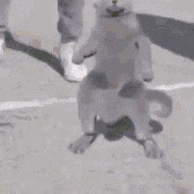 IMG_2062.gif