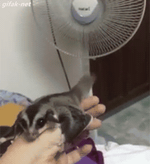 IMG_2160.GIF
