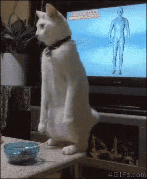 IMG_2245.GIF