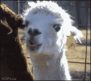IMG_2287.GIF