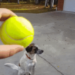IMG_2595.GIF