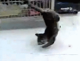 IMG_2597.GIF