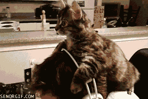 IMG_2647.GIF