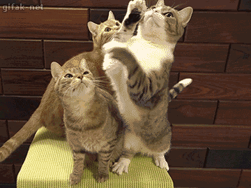 IMG_2675.GIF