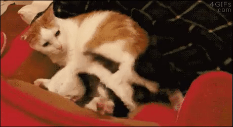 IMG_2743.GIF