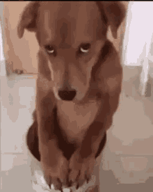 IMG_3626.gif