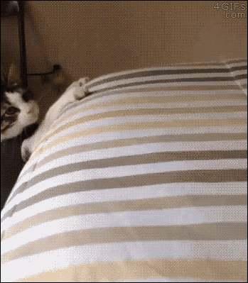 IMG_3987.GIF