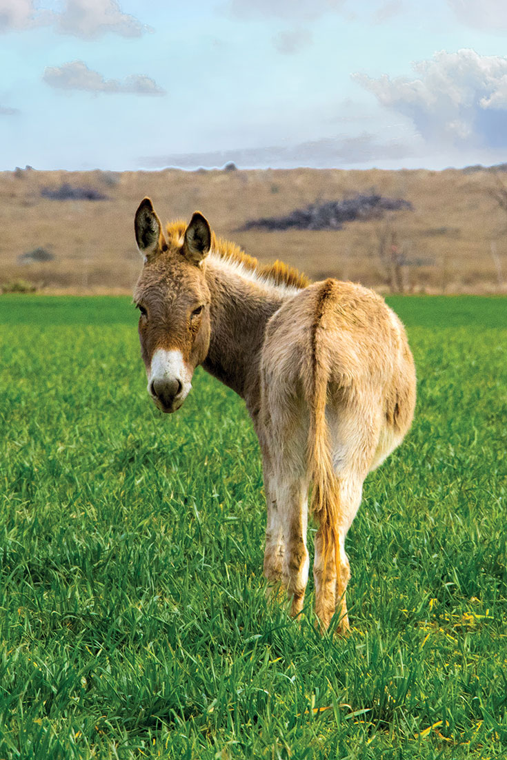 jules-donkey.jpg