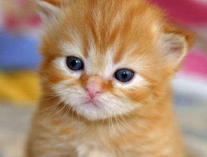 Kitten.jpg