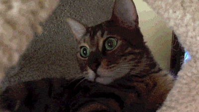 kitty-4.gif
