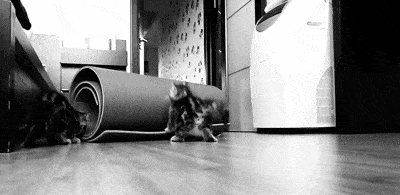 kitty.gif