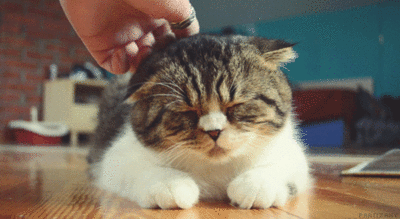 KJRb5duWZjS0M.gif