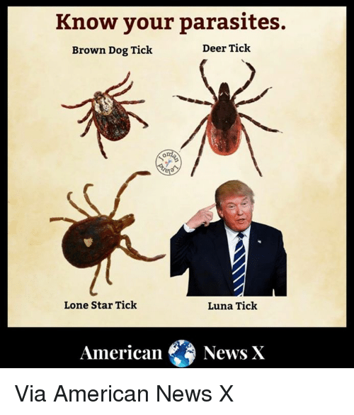 know-your-parasites-brown-dog-tick-deer-ticlk-lone-star-32999659 (1).png