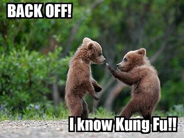 kung-fu-bear.jpg