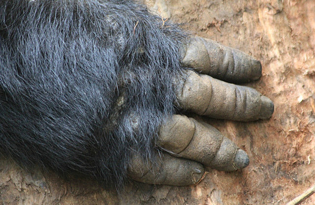 large_961gorilla-hand.jpg
