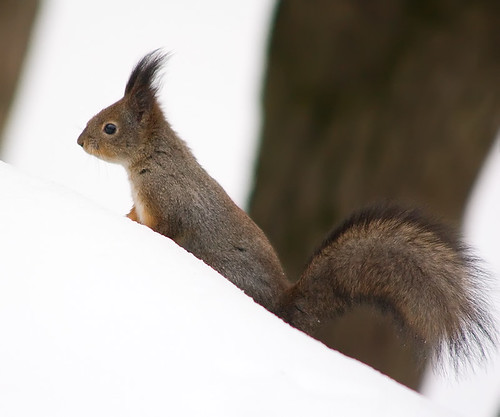 lesser squirrel.jpg