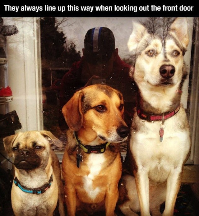 Lineup-of-Dogs.jpg