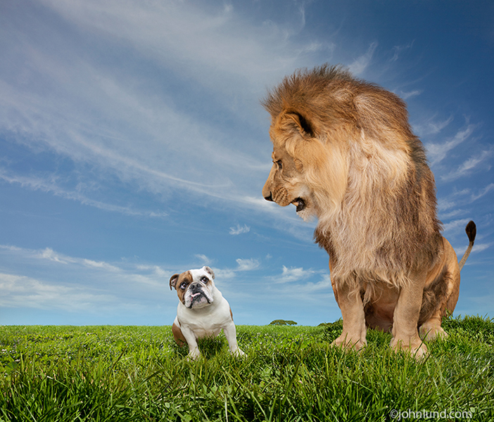 Lion-Intimidating-Bulldog-On-Grass.jpg