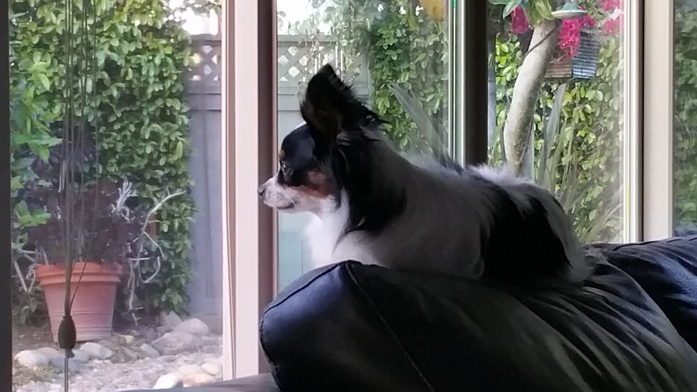 lola3.jpg