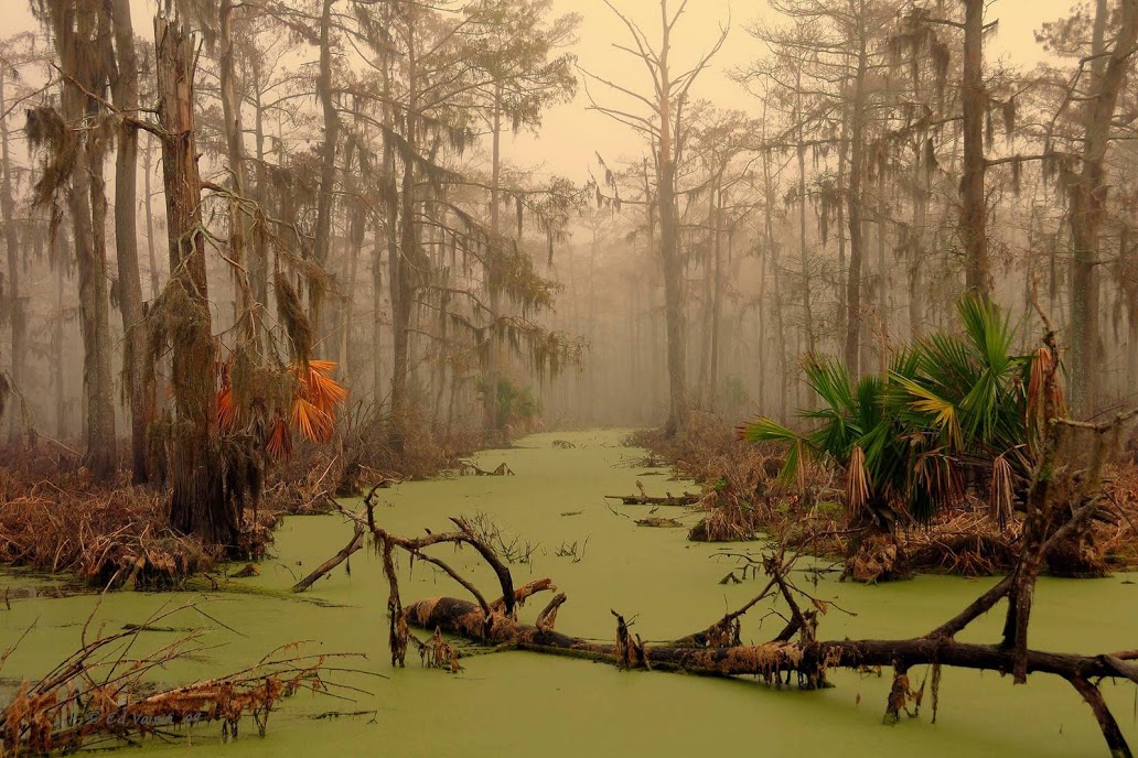 Louisiana Swamp.jpg