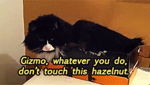 M85j8QzJX8NDW.gif