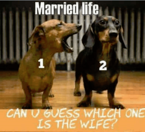married dogs.png