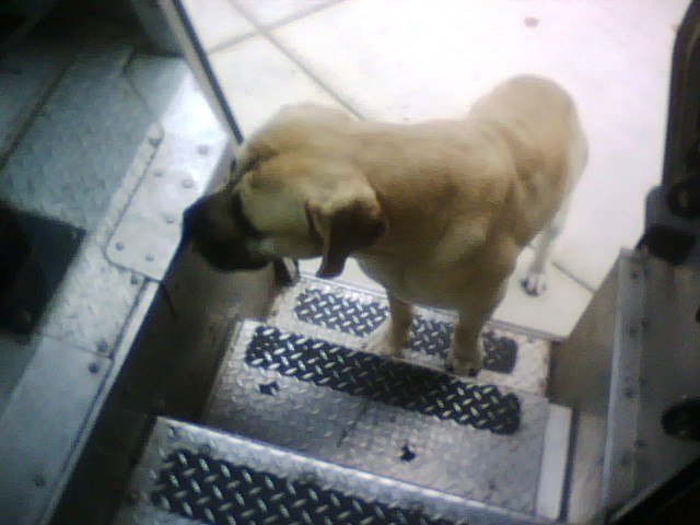 mastiff 1.jpg