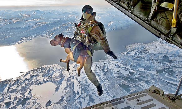 Military Working Dog DOgs MWD 24.jpg