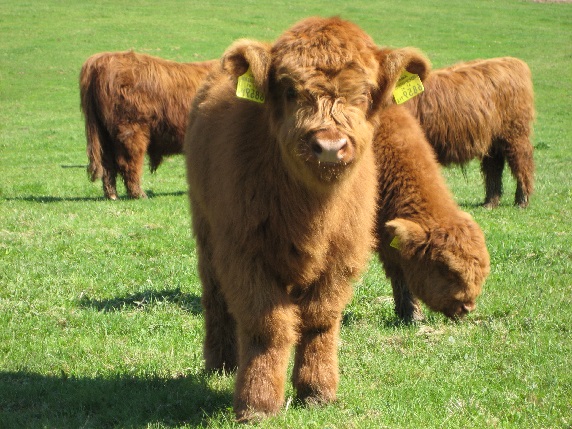 Miniature Scottish Highland.jpg