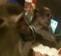 MIYT6CRDYvQFq.gif