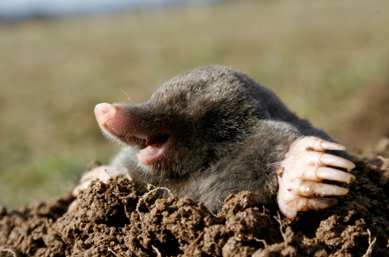 MolesinYard.jpg