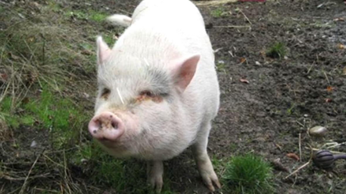 molly-the-pig.png