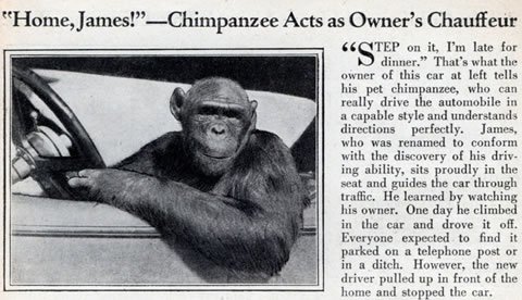 monkey-chauffeur.jpg