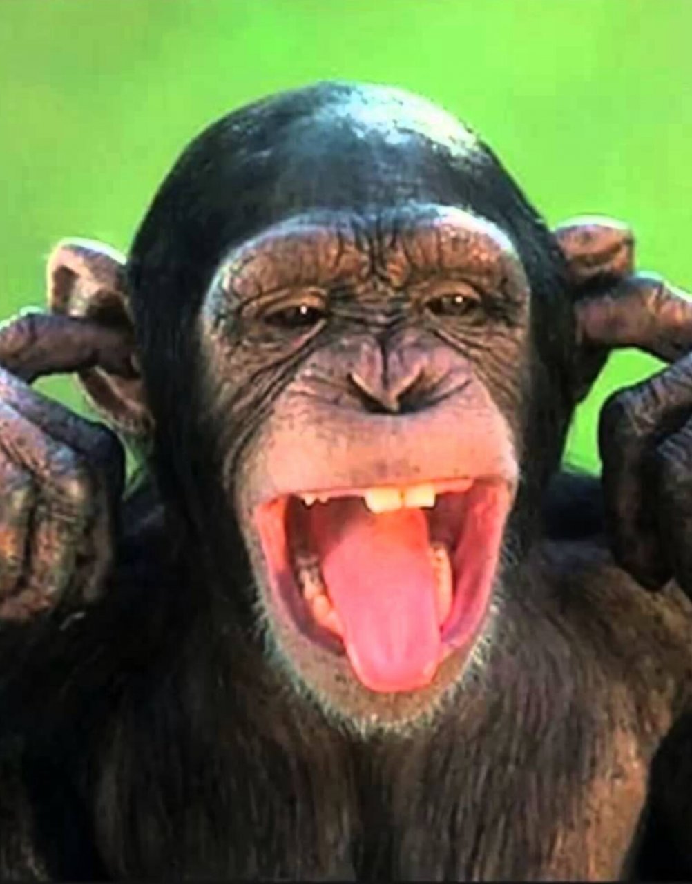 Monkey - fingers in ears.jpg