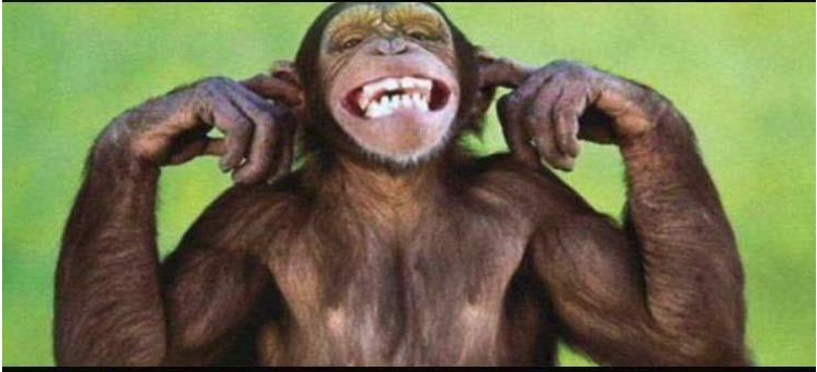 monkey hear.png