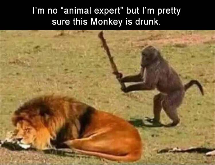 monkey-is-drunk.jpeg