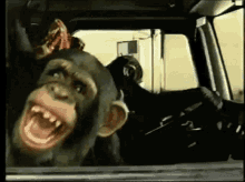 monkey-laughing.gif