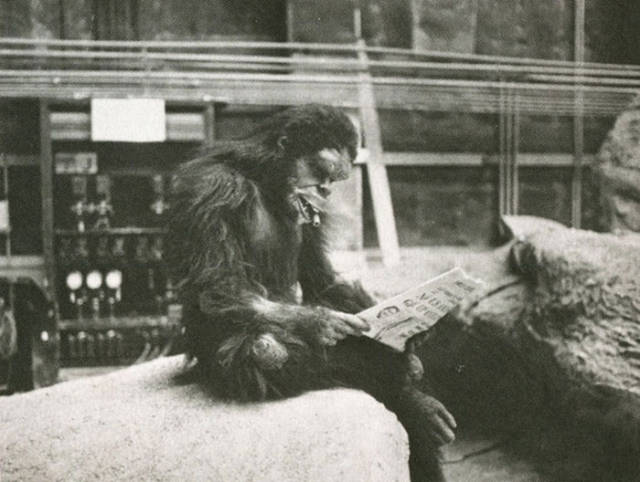 monkey smoking.jpg
