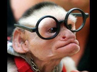 monkey-with-funny-glasses.jpg