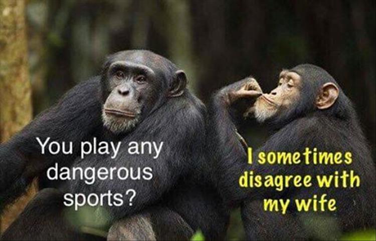 monkeys.jpg
