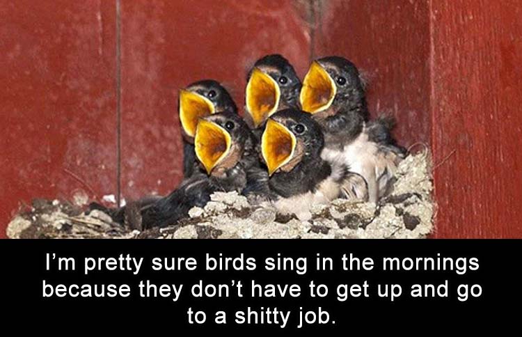 mornings.jpg