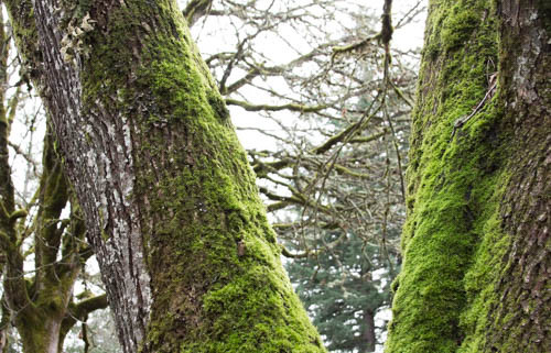 moss-foggy-skeltons-wh-2016-2-of-1.jpg