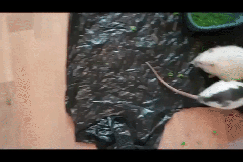 mouse kill.gif