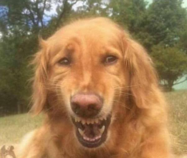 nightmare_dog.jpe