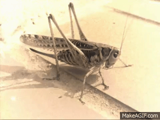 NNInry-1.gif