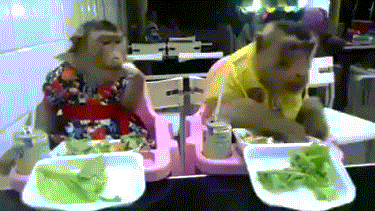 Not only do they have good manners, they're well dressed. - Imgur.gif