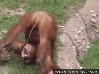 oragatan.gif