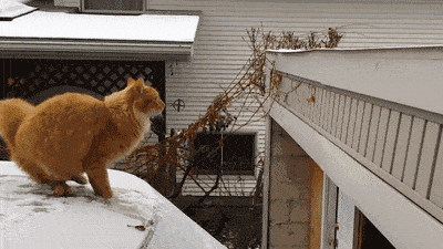 original.gif
